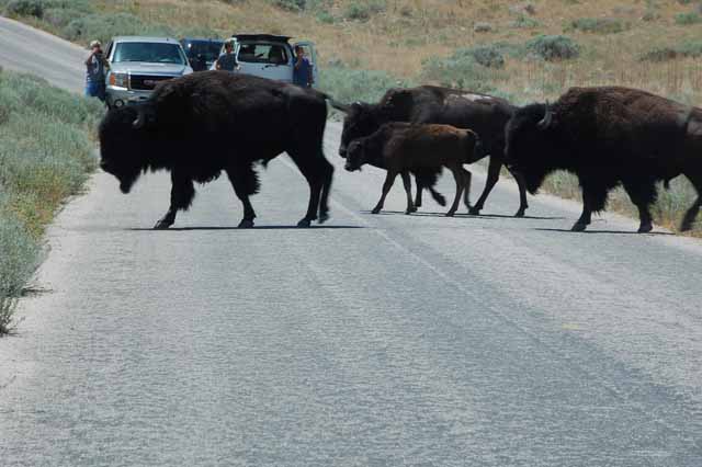 bison head to green pasture